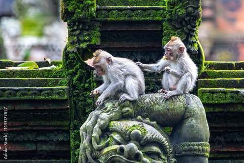 Two young Balinese long tailed monkey or Macaca Fascicularis can be seen playing on top of a statue in the middle of the forest