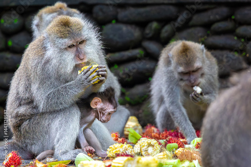 Photography Monkeys eating fruit, image shows Balinese long-tailed monkey or Macaca Fascicul