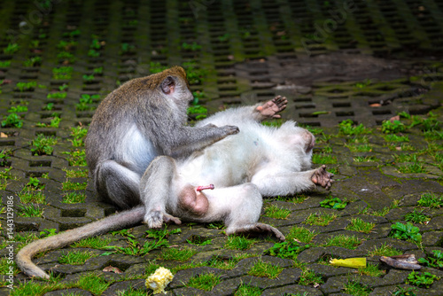A loving couple of Balinese long tailed monkey or Macaca Fascicularis can be seen on the floor with the male erect and on his back and the female grooming him