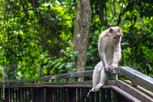 Canvas Print Balinese long tailed monkey or Macaca Fascicularis can be seen sitting on the ra