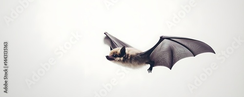 Flying bat with beige fur and dark grey membranous wings