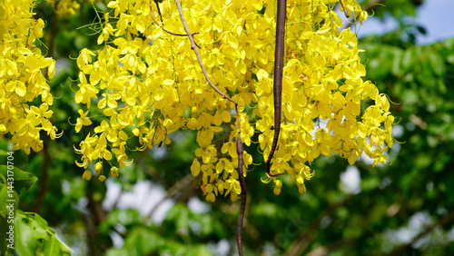 Bright yellow Cassia fistula flowers bloom in full glory, symbolizing prosperity.