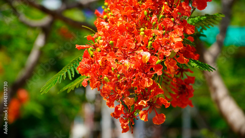Beautiful red royal poinciana or flamboyant flower (Delonix regia) in summer