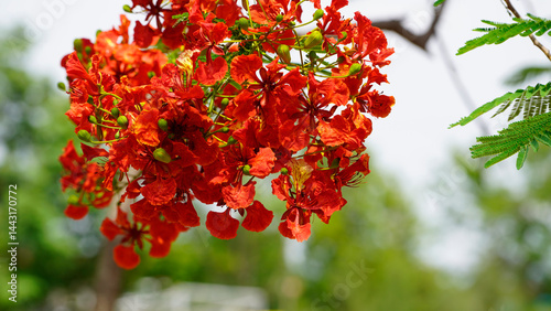 Beautiful red royal poinciana or flamboyant flower (Delonix regia) in summer.