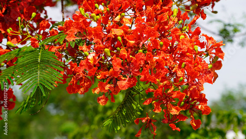 Beautiful red royal poinciana or flamboyant flower (Delonix regia) in summer.