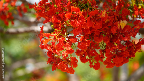 Beautiful red royal poinciana or flamboyant flower (Delonix regia) in summer.