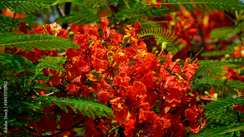 Beautiful red royal poinciana or flamboyant flower (Delonix regia) in summer.
