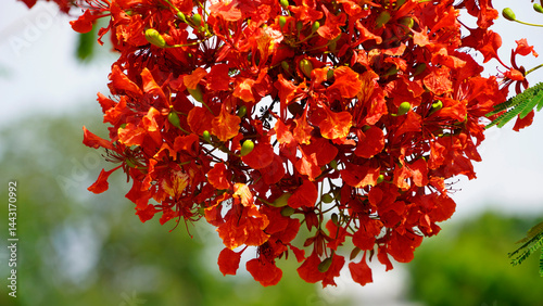 Beautiful red royal poinciana or flamboyant flower (Delonix regia) in summer.