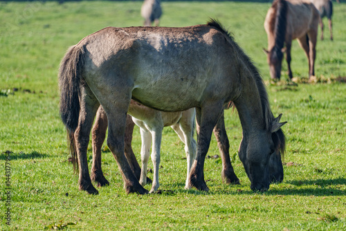 Wildpferde