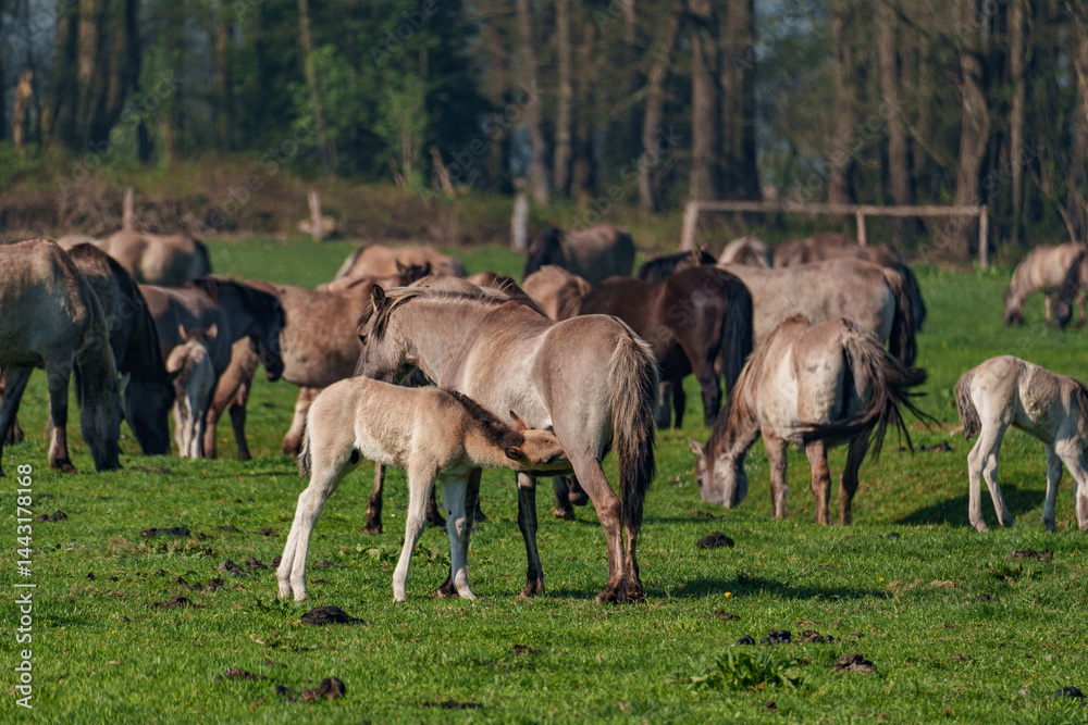 Obraz premium Wildpferde
