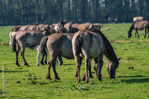 Wildpferde