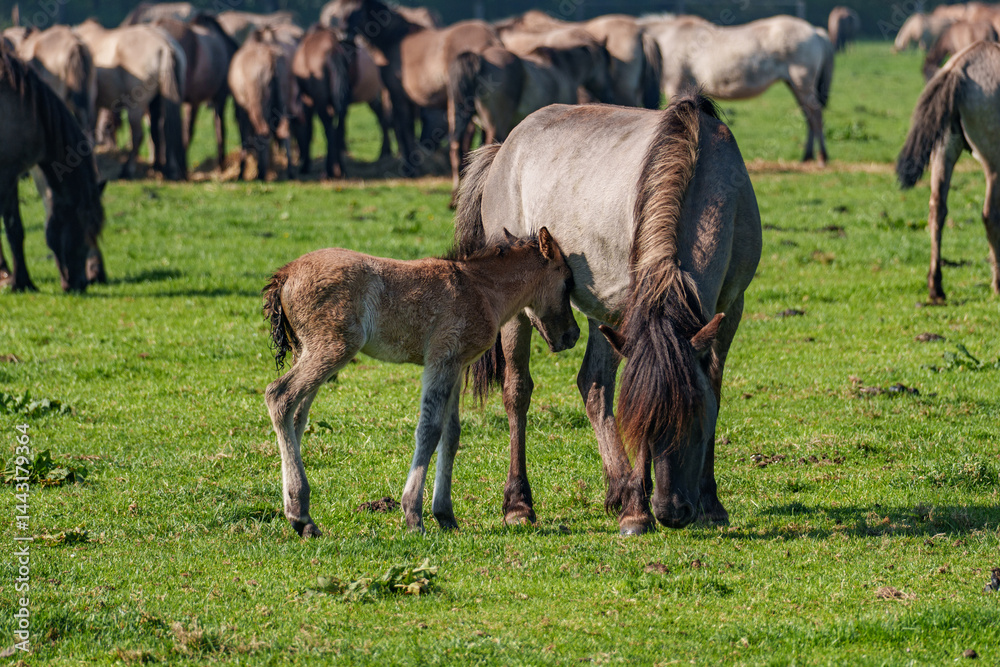Frühling bei den Wildpferden Frühling bei den Wildpferden