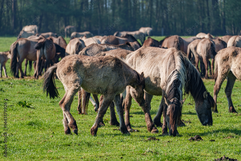 Fototapeta premium Frühling bei den Wildpferden