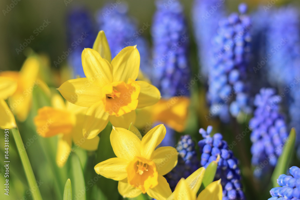 Fototapeta premium Yellow daffodils and blue grape hyacinths blooming in vibrant spring sunlight