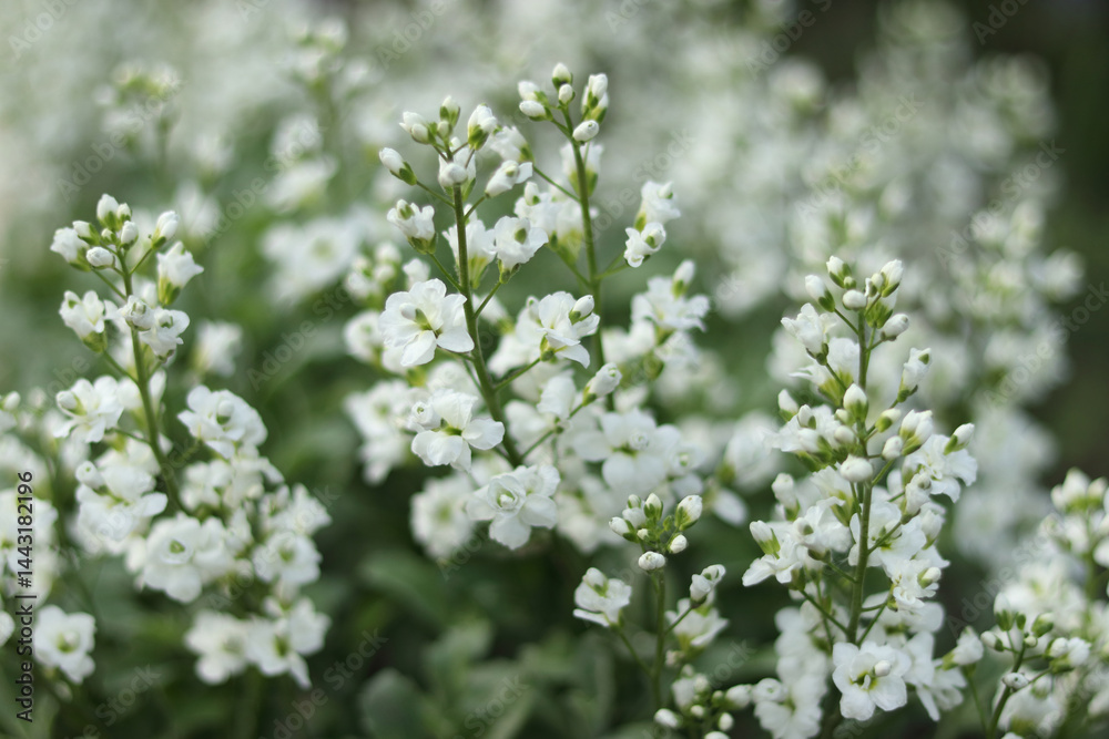 Close-up of gypsophila paniculata flowers blooming with tiny white petals and soft green stems. Close-up of gypsophila paniculata flowers blooming with tiny white petals and soft green stems.