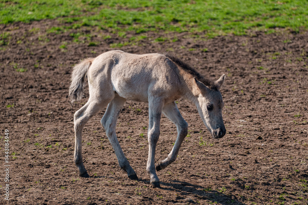 Fototapeta premium wildpferde im westlichen Münstertland
