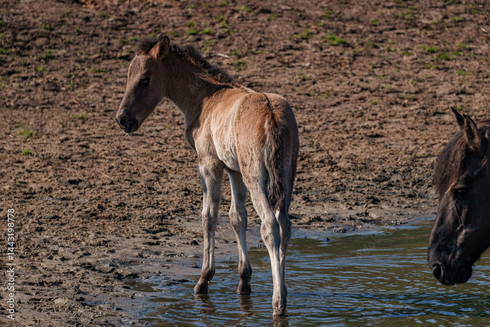 Fototapeta premium Fohlen im Münsterland