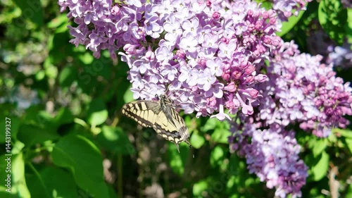 Blooming lilac branches in spring. Lilac flowers. Blue and purple lilac.