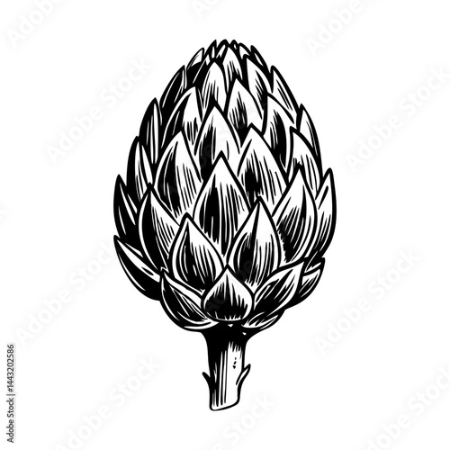 French artichoke illustration in hand drawn style