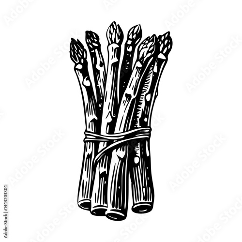 A vintage style illustration of asparagus stalks
