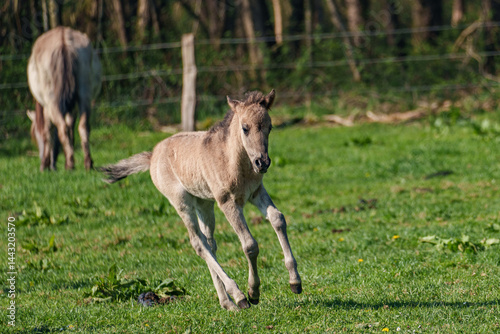 Wildpferde in westfalen