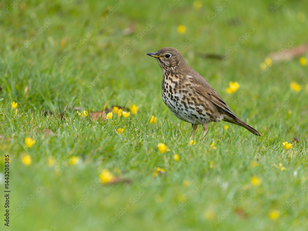 Song thrush, Turdus philomelos Song thrush, Turdus philomelos