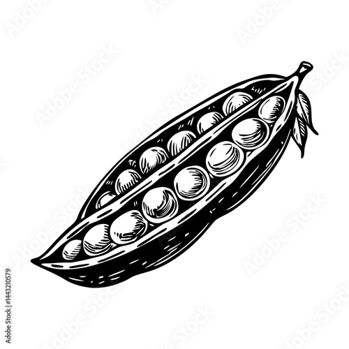 A sketchy style illustration of peas