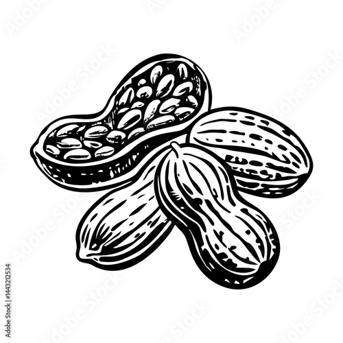 A vintage style illustration of roasted peanuts