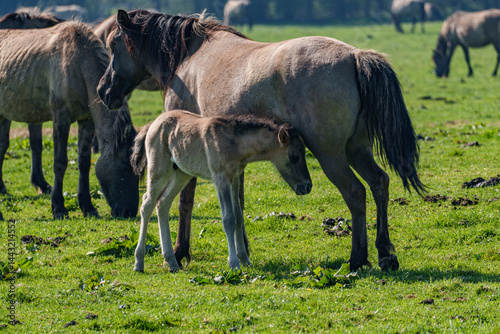 Wildpferde im Münsterland
