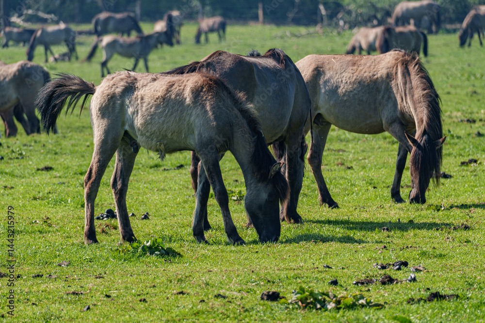 Wildpferde im Münsterland Wildpferde im Münsterland