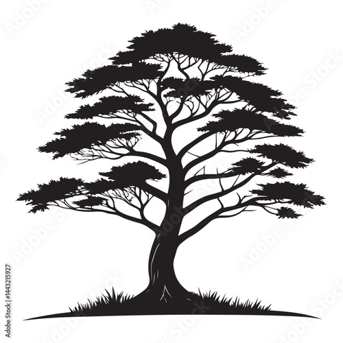 A Cedar Tree Illustration, Vector Art, Black Lines, Isolated on White Background
