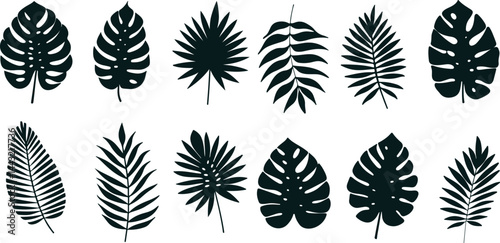 Set of Tropical leaves. Collection black leaves palm, fan palm, banana leaves. Nature leaves collection.