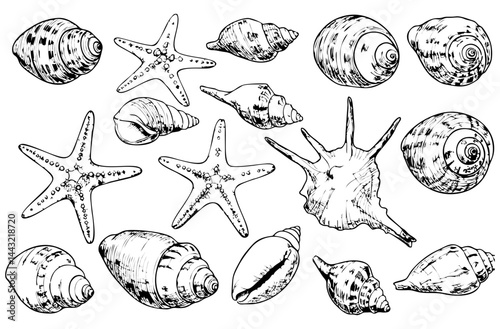 Vector illustration of various seashells and starfish in detailed black and white line art. The marine-themed collection captures natural textures and shapes, perfect for beach, ocean, and nautical de