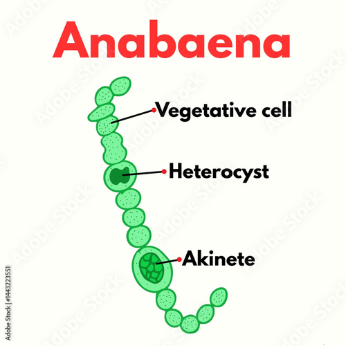 Anabena with parts labelled microorganism microbiology science illustration