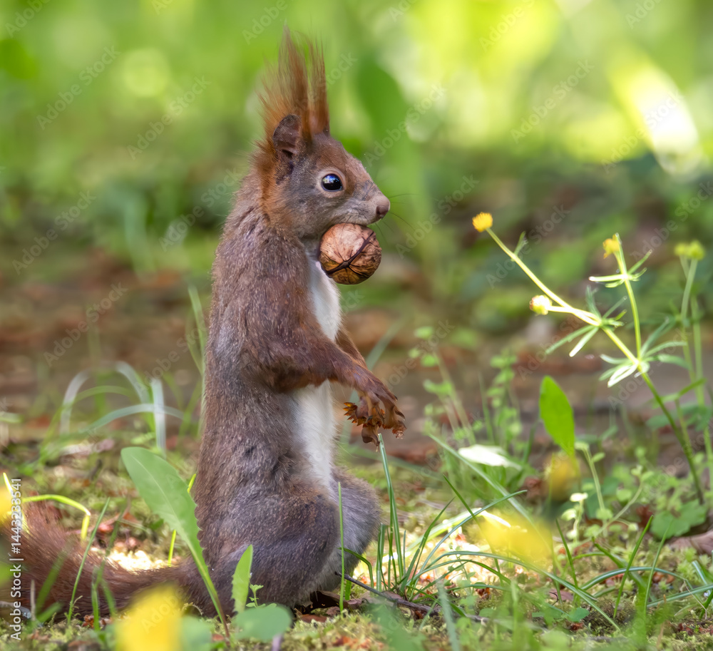 Aufrecht stehendes Eichhörnchen auf der Wiese mit einer Nuss im Maul