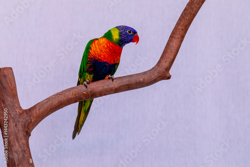 Parrot Trichoglossus moluccanus on wooden perch photo