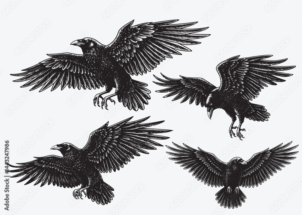 Fototapeta premium Raven in flight engraving style