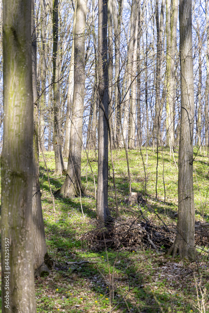 Fototapeta premium Sunny day in the spring forest