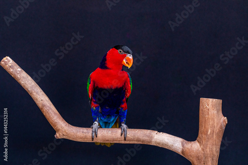 Lory Parrot (Lorius lory) on wooden perch with white background.
