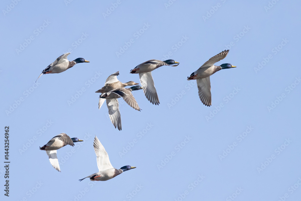 Obraz premium Mallard