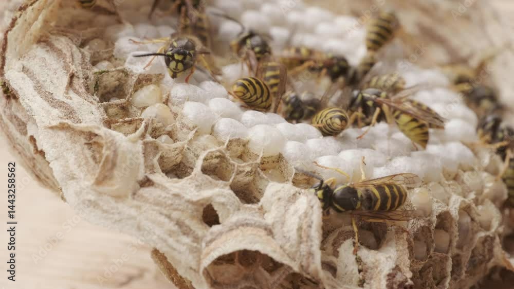 wasp honeycombs, Natural bees nest, insect habitat with larvae, wasp eggs, life cycle Vespula vulgaris, potential hazard