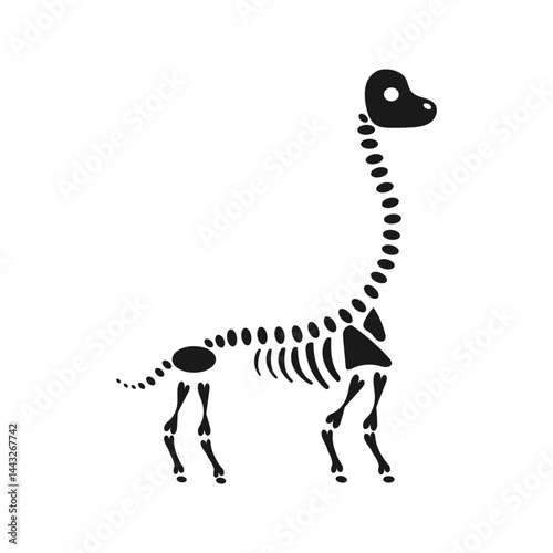 Brachiosaurus dinosaur skeleton standing on white background