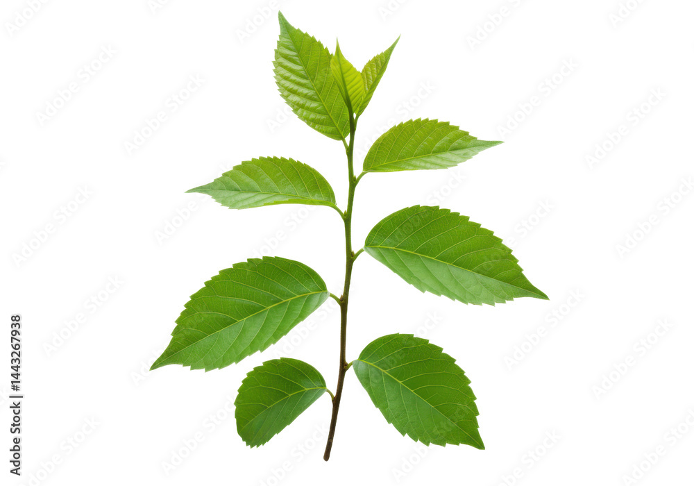 Obraz premium Green leafy branch isolated on transparent background