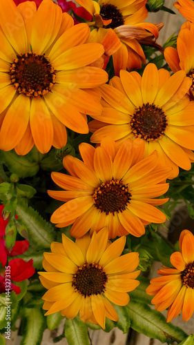 portrait 9 x 16  mobile wallpaper of orange Daisies, nature, springtime,smartphone, mobile, iPhone, Apple, Android, Samsung