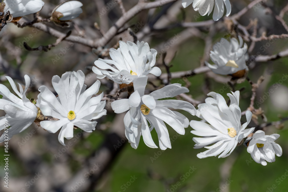 White Magnolia Blossoms Growing On The Tree In Spring In Wisconsin