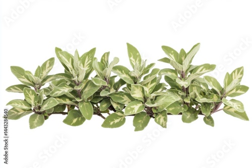 Aromatic variegated sage herb plant on a white background studio shot capturing culinary herb freshness and vibrant green hues for botanical and culinary applications