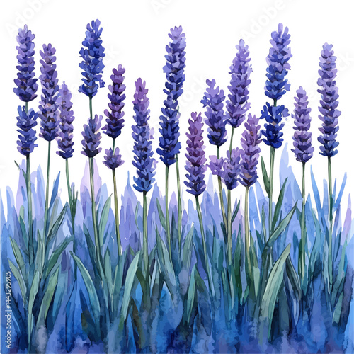 illustration of Summer Lavender Fields With Bees Buzzing, watercolor vector, isolated on a white background.