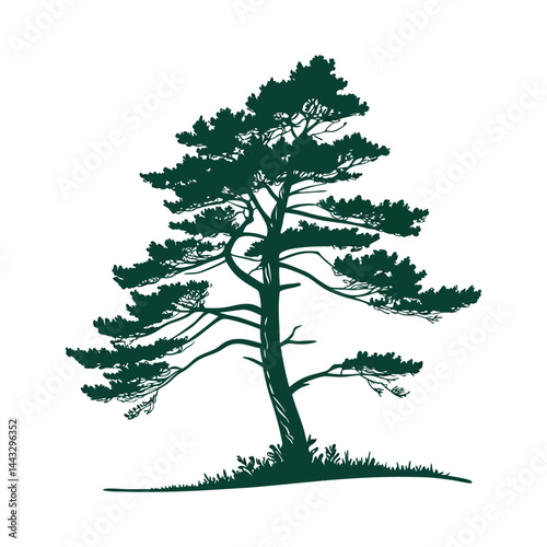 A simple, symmetrical of a tall evergreen pine tree with layered branches, dark green color, isolated on a clean and minimalistic  flat vector style