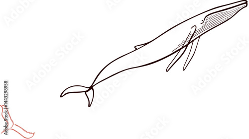Abstract whale silhouette, clean vector    -  