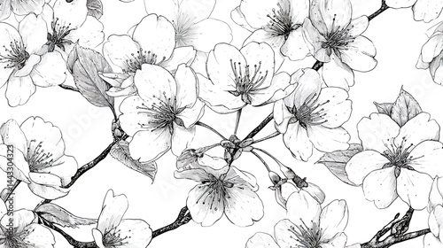 Sakura blossom seamless pattern, cherry flower background, floral black line art, spring tree branch sketch illustration   - 